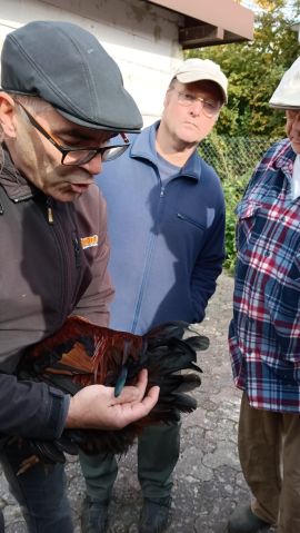 Zuchtanlage Bild Nr.2