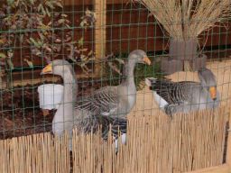 5. Lokalausstellung (2009) Bild Nr.3